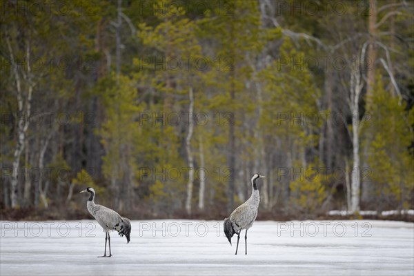 Crane