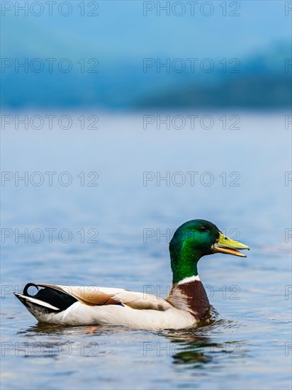 Male of Mallard Duck