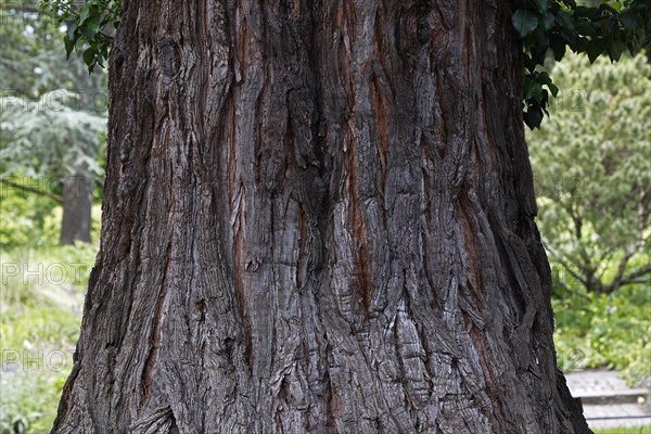 Giant sequoia