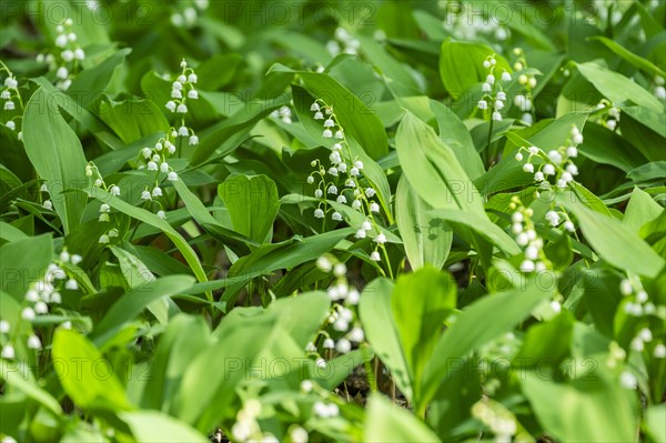 Lily of the valley