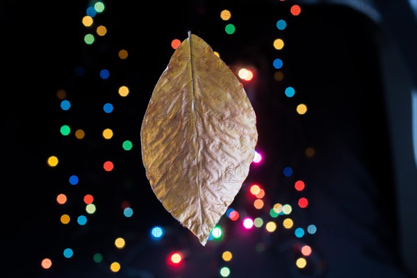 Dry leaf on a bokeh lighton a dark background