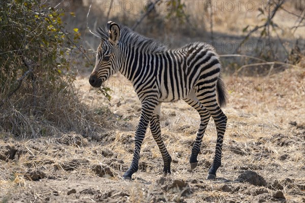 Plains Zebra of the subspecies crawshay's zebra