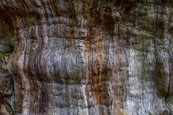 Coloured bark of an old tree in the primeval forest Sababurg