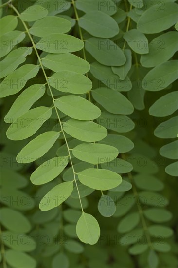 Common robinia