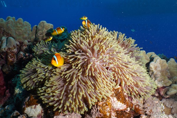 Magnificent sea anemone