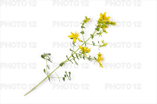 Common st john's wort