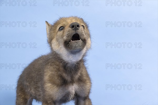 European gray wolf