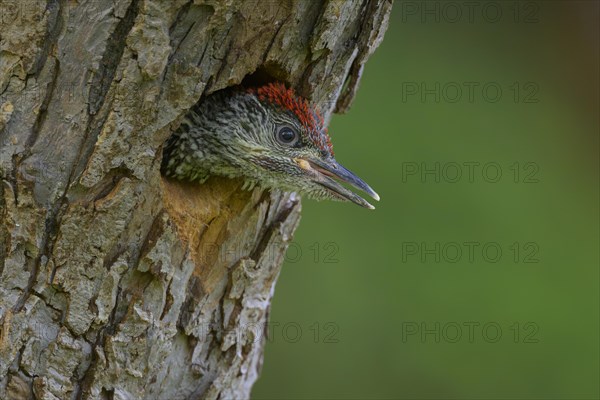 European green woodpecker