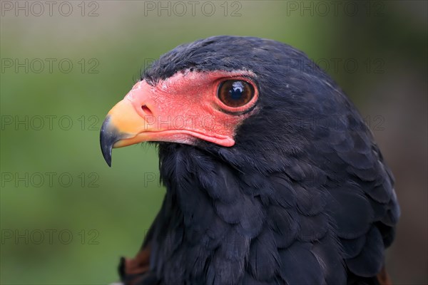 Bateleur