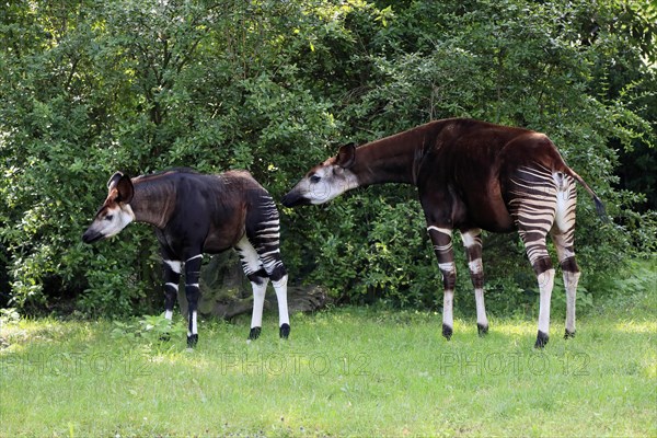 Okapi