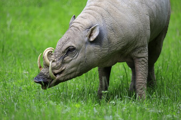 North sulawesi babirusa