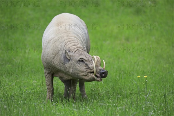 North sulawesi babirusa