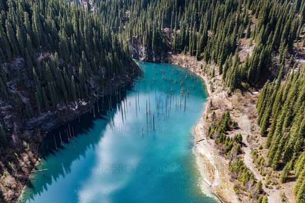 Aerial of the Kaindy lake with its dead trees