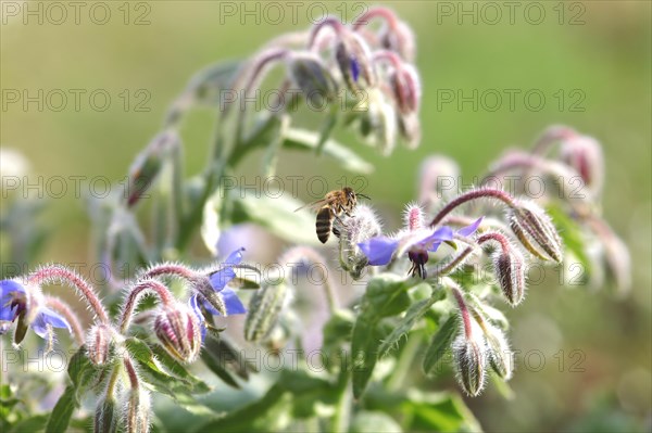 Borage