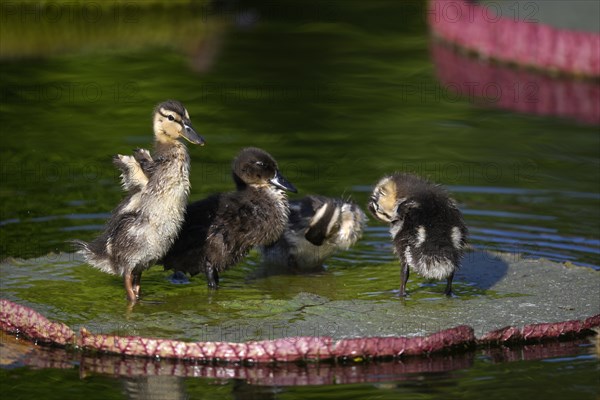 Four ducklings mallard