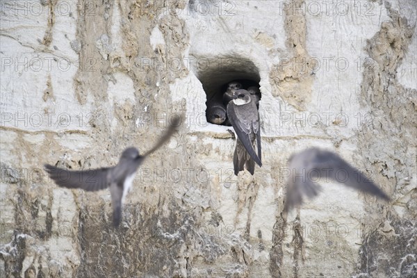 Sand martins