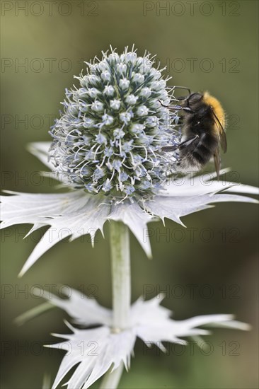 Tree bumblebee