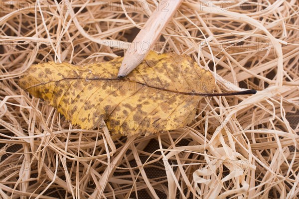 Pencil on a beautiful dry autumn leaf placed on a straw background