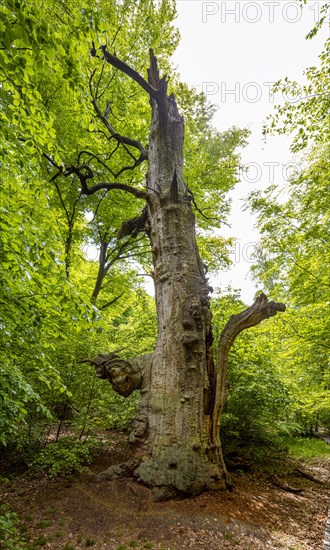 Old dead beech