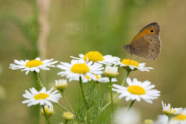 Meadow brown