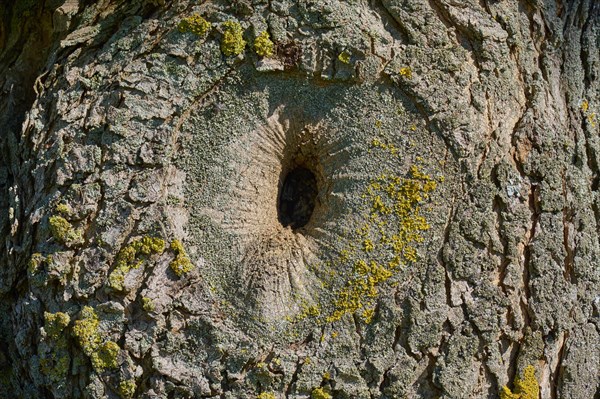 Tree cave