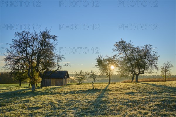 Fruit trees