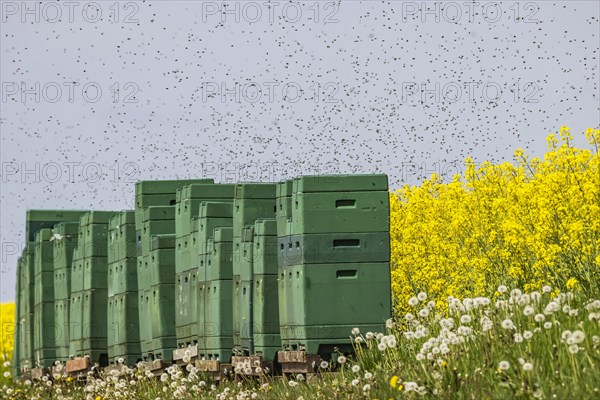 Beehives next to a flowering rape field