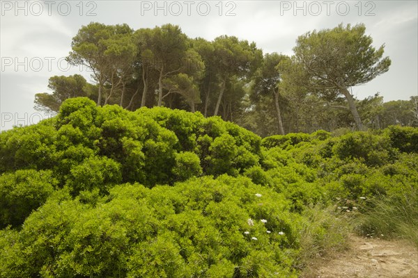 Pine forest