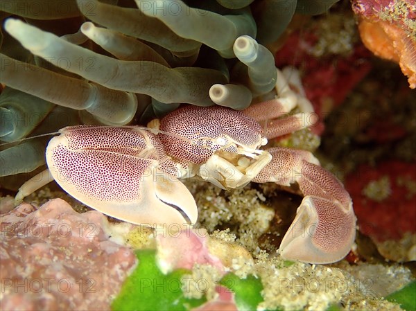 Spotted Porcelain Crab