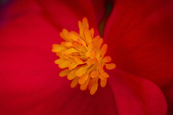 Ice begonia