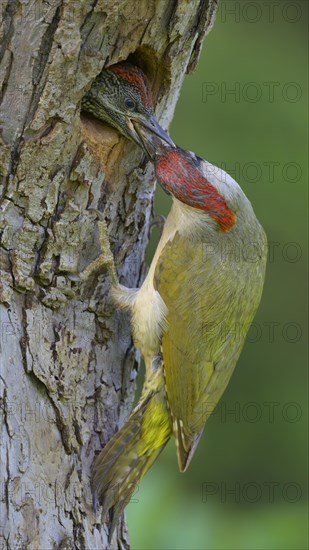 European green woodpecker