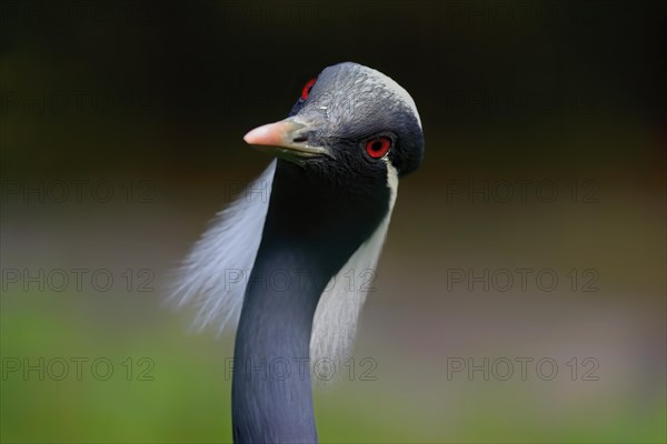 Demoiselle crane