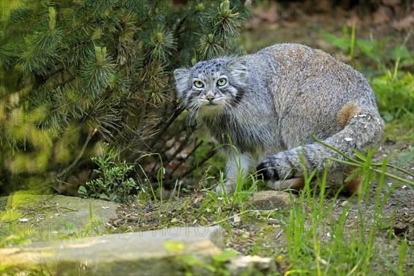 Manul