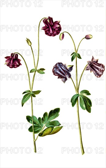 European columbine