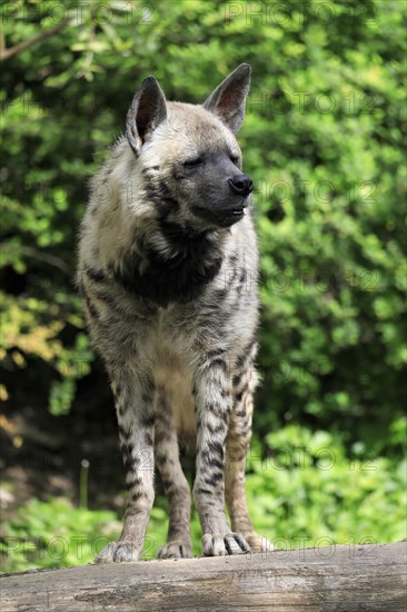 Striped hyena