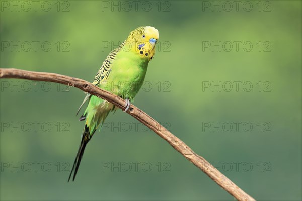 Budgie