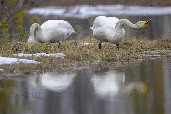 Whooper Swan