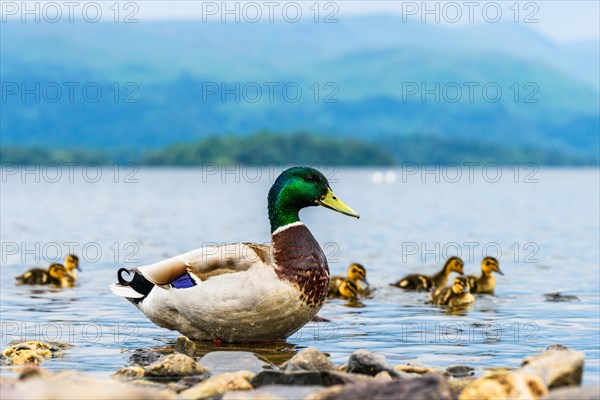 Mallard Duck