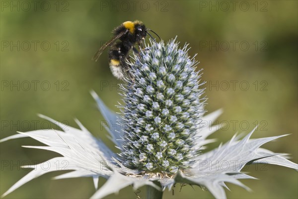 Large ground bumblebee