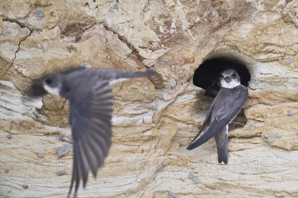 Sand martins