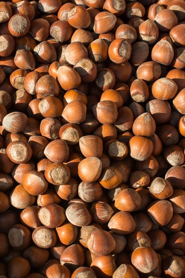 Dried unshelled hazelnuts seeds of Whole nuts as background
