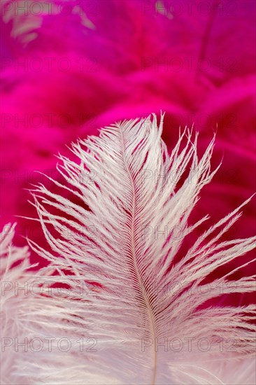 Beautiful bird feathers for decorative purposes