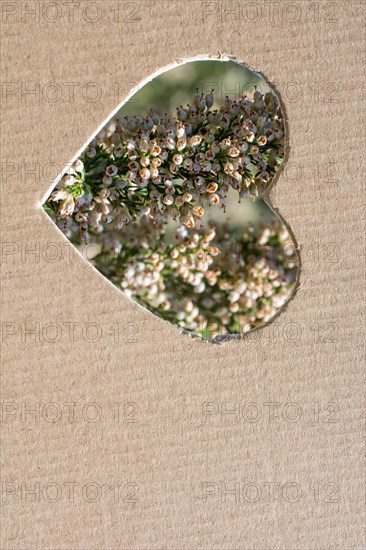 Flowers seen through heart shape cut out of cardboard