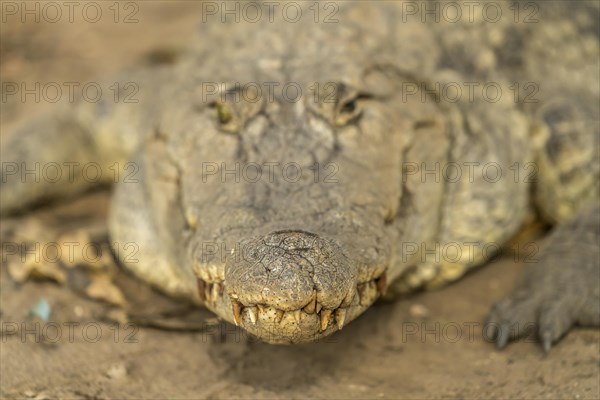 Nile crocodile in the sacred crocodile pool of Kachikally