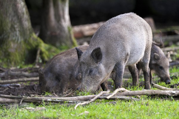 Wild boar