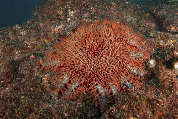 Crown-of-thorns starfish