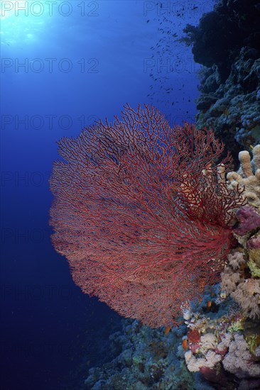 Red knot coral