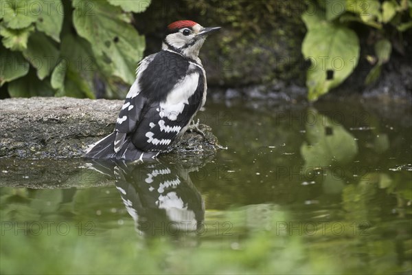 Great spotted woodpecker