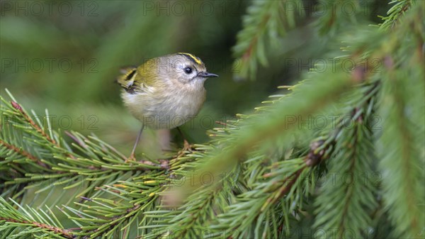 Winter Goldcrest