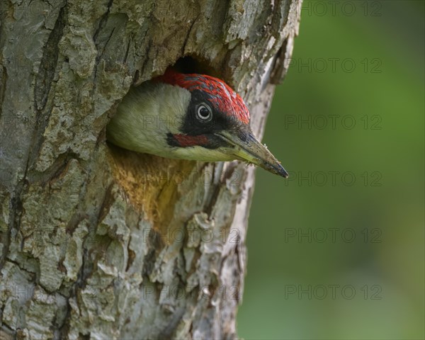 European green woodpecker